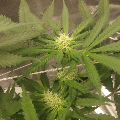 Green Cush growlog timeline photo