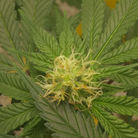 Pineapple Express growlog timeline photo