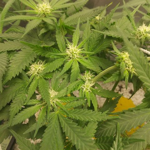Green Cush growlog timeline photo