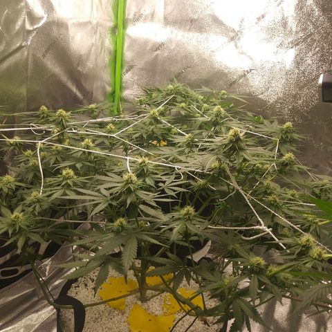 Pineapple Express growlog timeline photo