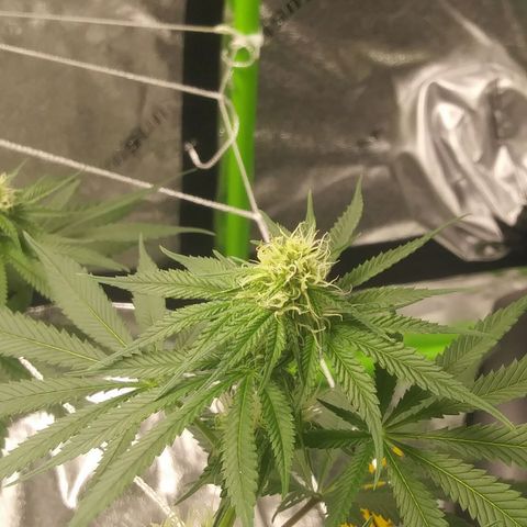 Pineapple Express growlog timeline photo