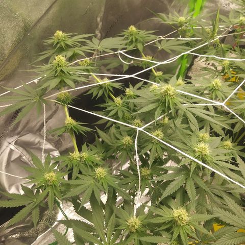 Pineapple Express growlog timeline photo
