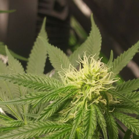 Pineapple Express growlog timeline photo