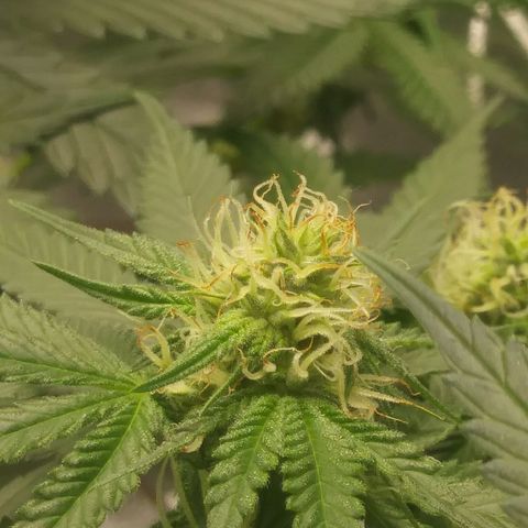 Pineapple Express growlog timeline photo