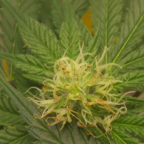 Pineapple Express growlog timeline photo