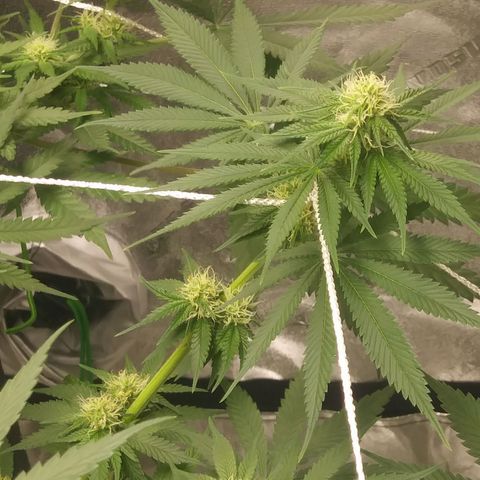 Pineapple Express growlog timeline photo
