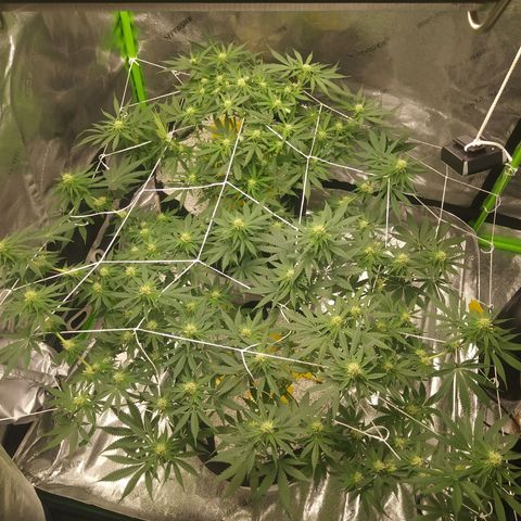 Pineapple Express growlog timeline photo