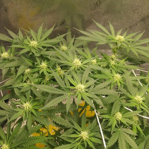 Green Cush growlog timeline photo