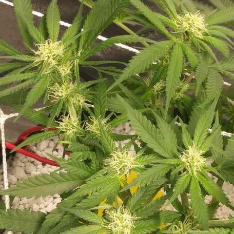 Green Cush growlog timeline photo