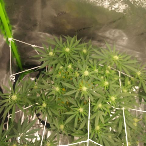 Green Cush growlog timeline photo