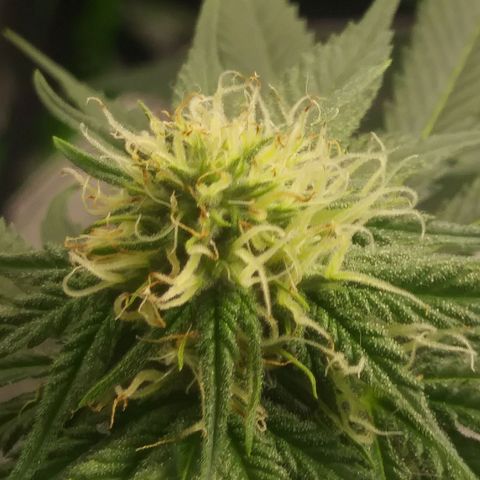 Pineapple Express growlog timeline photo