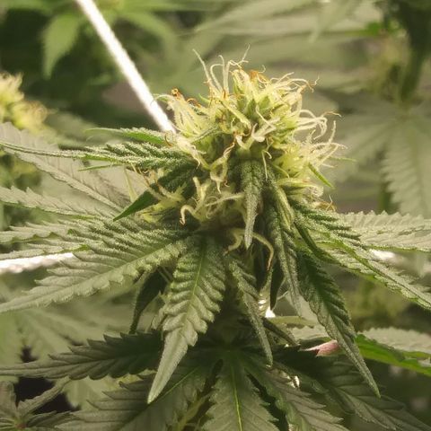 Pineapple Express growlog timeline photo