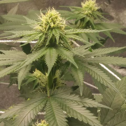 Pineapple Express growlog timeline photo