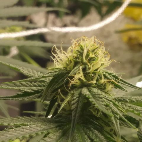 Pineapple Express growlog timeline photo
