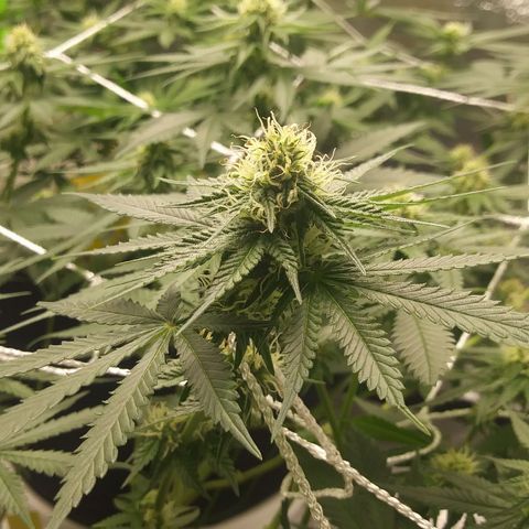Pineapple Express growlog timeline photo
