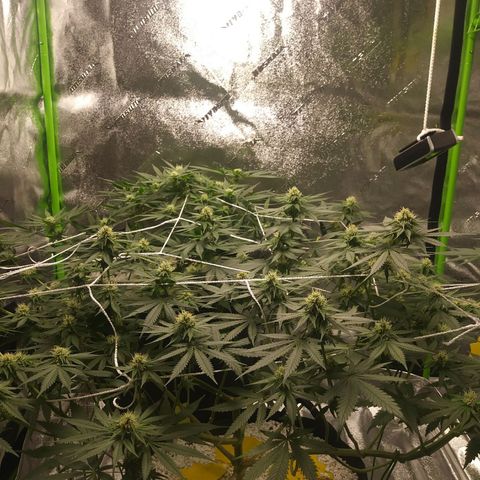 Pineapple Express growlog timeline photo