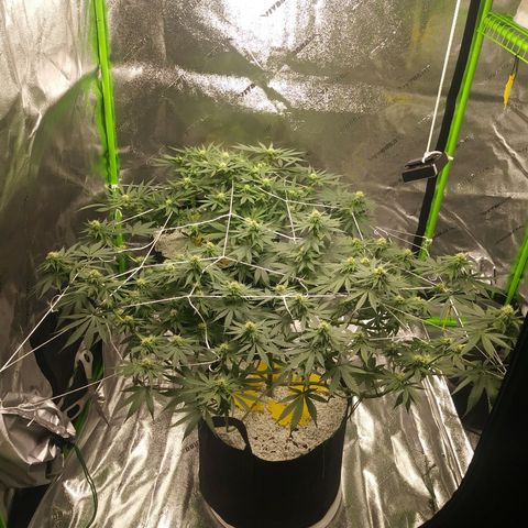 Pineapple Express growlog timeline photo