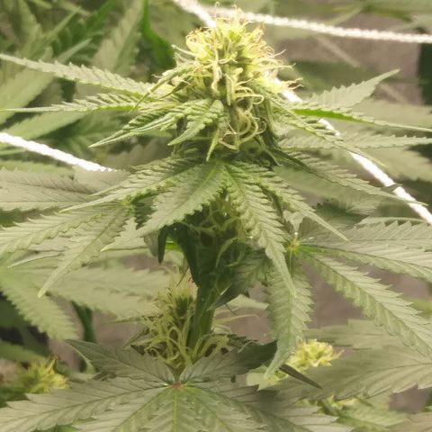 Pineapple Express growlog timeline photo