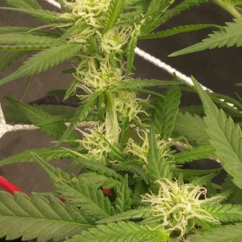 Green Cush growlog timeline photo