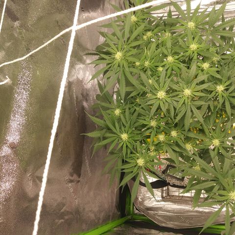 Green Cush growlog timeline photo