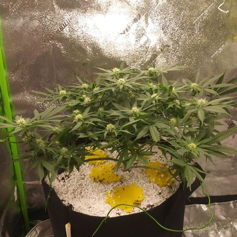 Green Cush growlog timeline photo