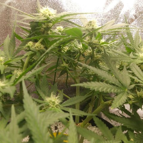 Green Cush growlog timeline photo