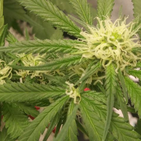 Green Cush growlog timeline photo