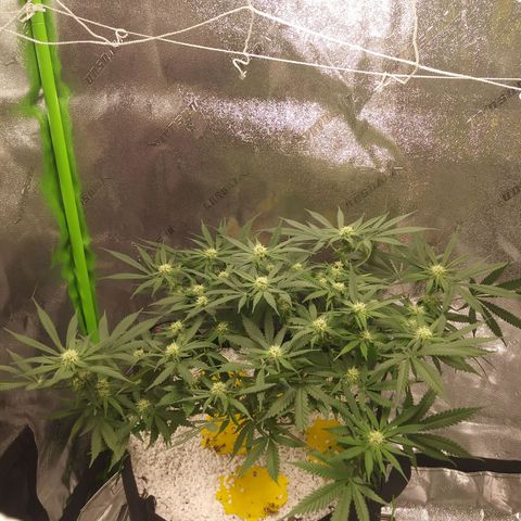 Green Cush growlog timeline photo