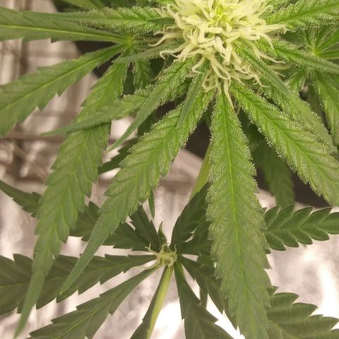 Green Cush growlog timeline photo