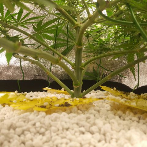 Green Cush growlog timeline photo