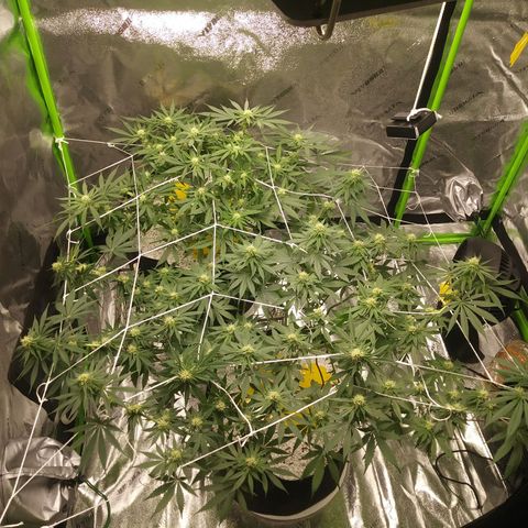 Pineapple Express growlog timeline photo