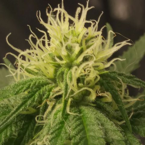 Pineapple Express growlog timeline photo