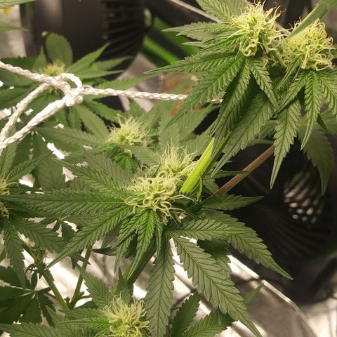 Pineapple Express growlog timeline photo