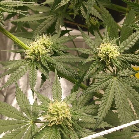 Pineapple Express growlog timeline photo