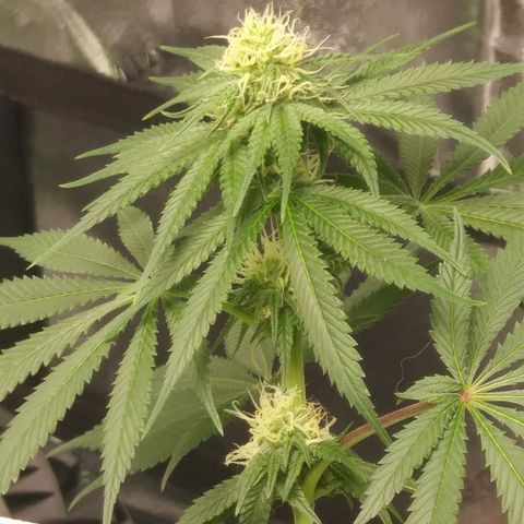 Pineapple Express growlog timeline photo