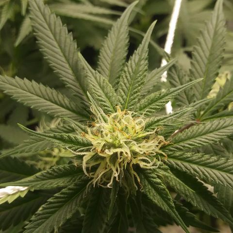 Pineapple Express growlog timeline photo