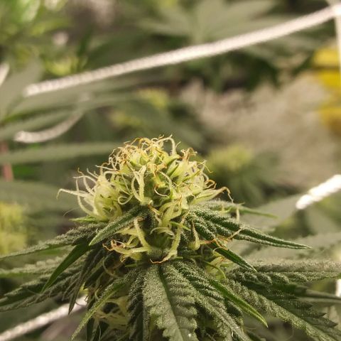 Pineapple Express growlog timeline photo
