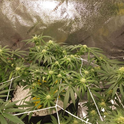 Green Cush growlog timeline photo