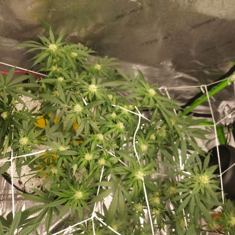 Green Cush growlog timeline photo