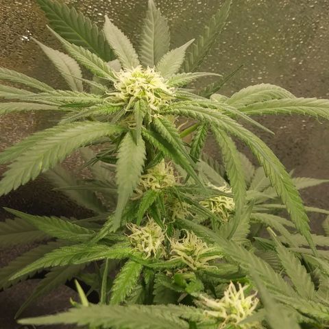 Green Cush growlog timeline photo
