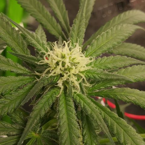 Green Cush growlog timeline photo