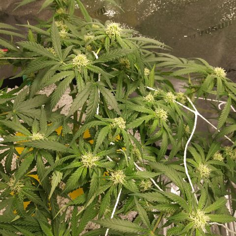 Green Cush growlog timeline photo