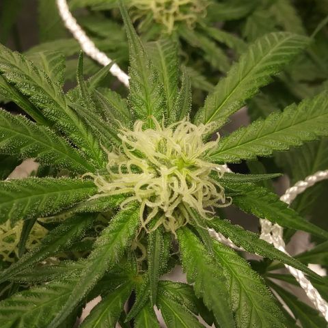 Green Cush growlog timeline photo