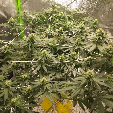 Pineapple Express growlog timeline photo