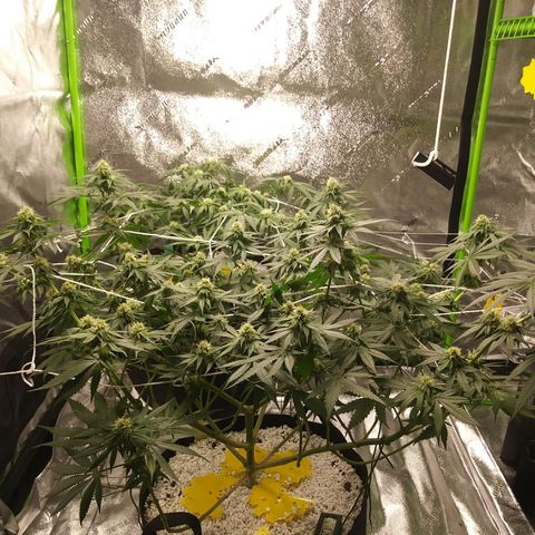 Pineapple Express growlog timeline photo