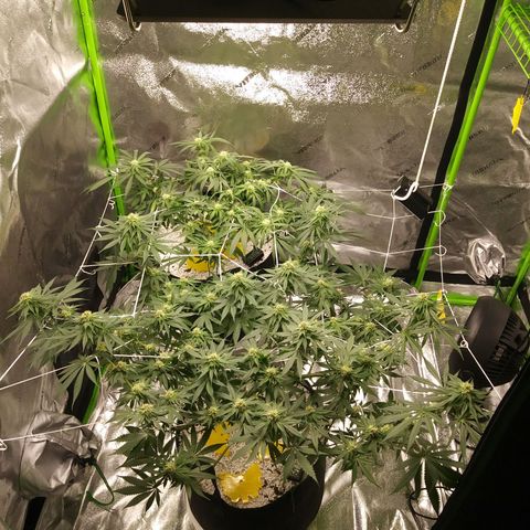 Pineapple Express growlog timeline photo