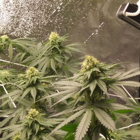 Pineapple Express growlog timeline photo