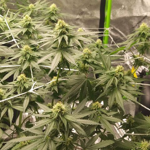 Pineapple Express growlog timeline photo