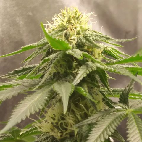 Pineapple Express growlog timeline photo