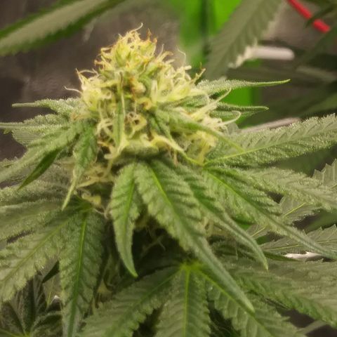 Pineapple Express growlog timeline photo